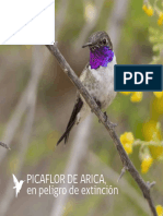 PicaflorDeArica_2013.pdf
