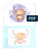 Escarabajos PDF