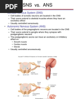 Sns vs. Ans: Somatic Nervous System (SNS)