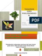 Budidaya Tanaman Hias Philodendron 