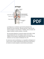 Aparato Respiratorio