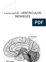 _Cerebelo yventriculos (2)