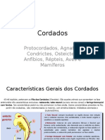 Cordados III