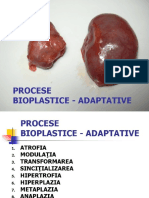 procese bioplastice adaptative