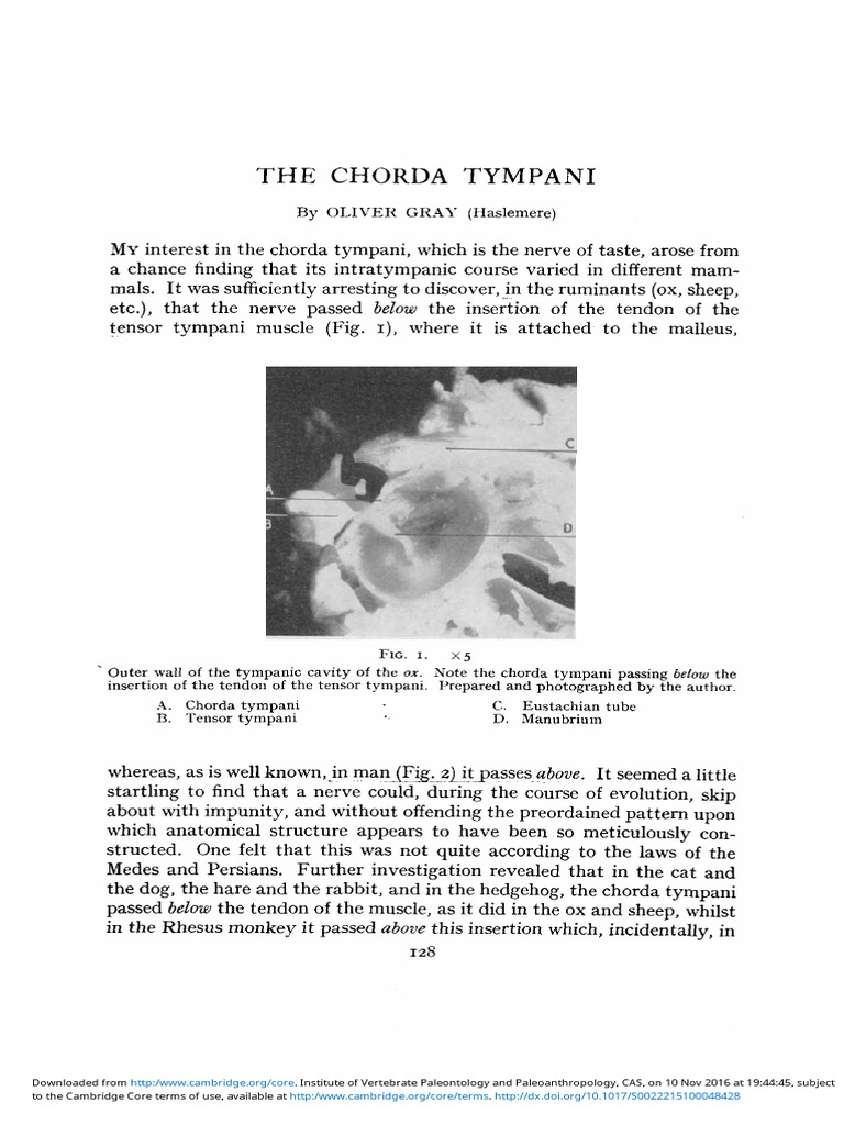 the Chorda  Tympani Human  Head And Neck Human  Anatomy