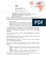 Histologia Rim Funções Sistema Urinário