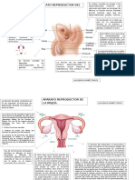 Aparato R. Del Homre y La Mujer