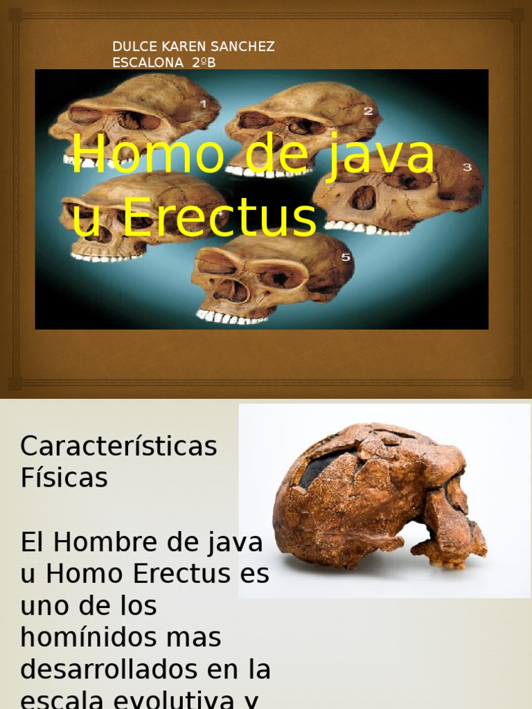 Homo de Java U Erectus Dulce Karen | PDF