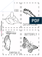 Butterfly Lifecycle Cards