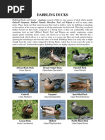 Ducks Breed