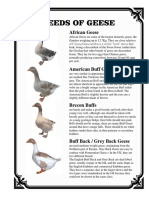 Breeds of Geese