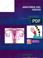 Anatomia Del Cervix