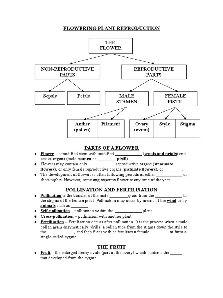 Flower Reproduction Worksheet