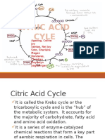 Understanding the Citric Acid Cycle