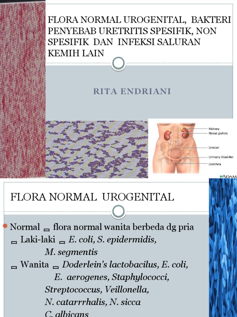 Flora Normal Urogenital, Bakteri Penyebab Uretritis Spesifik, Non