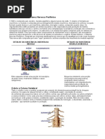 Sistema Nervoso Central e Autônomo