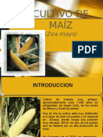 Cultivo de Maiz