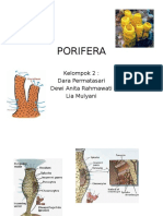 Porifera