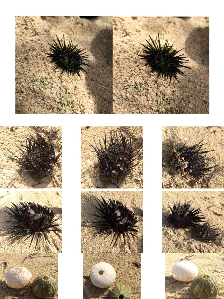 Invertebrate zoology.pdf