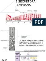 Fase Secretora Temprana