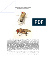 Keistimewaan Drosophila melanogaster