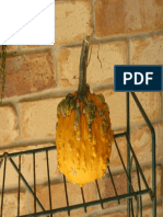 Ornamental Pumpkin