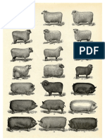 Farm Animals Vintage