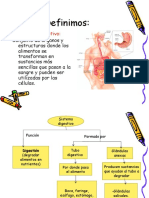 Sistema Digestivo, 8