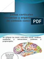 Zonas Corticales Terciarias y Organización de Síntesis Concretas