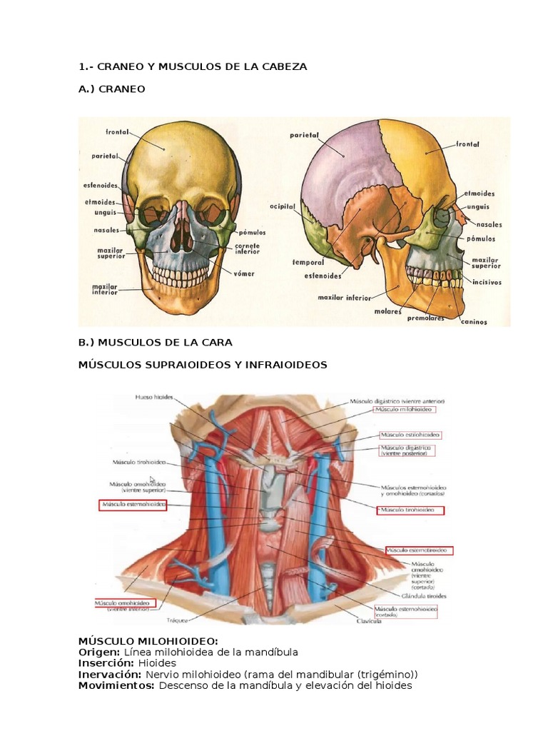 Anatomía de Músculos Craneofaciales | PDF | Estudios de idiomas extranjeros, image size:768x1024