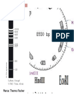 Lambda Mm Sitios de Restricción PDEST22 Eco Hind