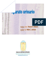M3-2-Aparato Urinario (2)