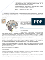 Sistema Endocrino