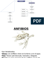 Anfibios, Reptiles y Aves