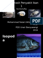 Isopod A