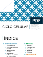 Ciclo Celular 