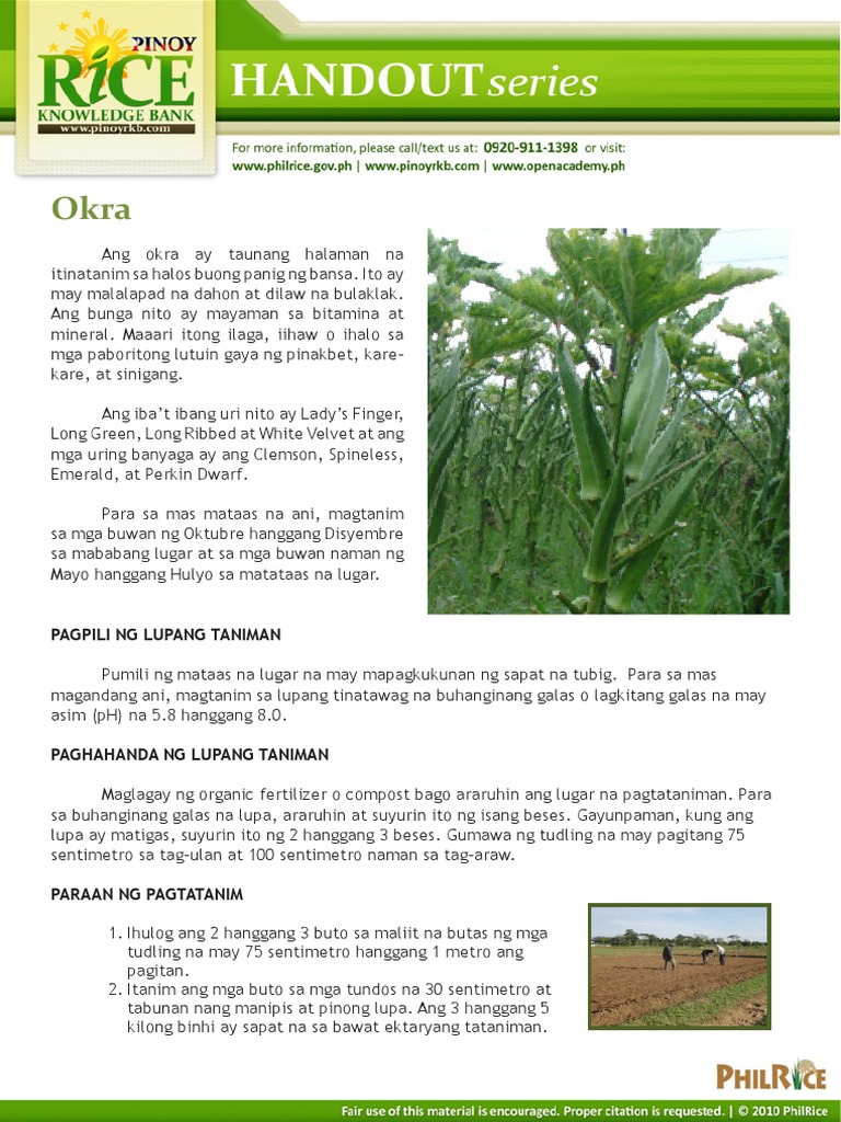 literature review of okra