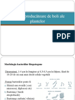 Bacterii Producătoare de Boli Ale Plantelor