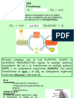 Fotosintesis