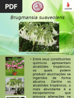 Brugmansia suaveolens
