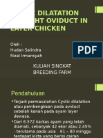 Cystic Dilatation of Right Oviduct in Layer Chicken