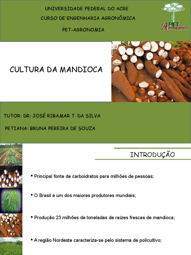 Cultura da Mandioca.ppt Raiz Plantas