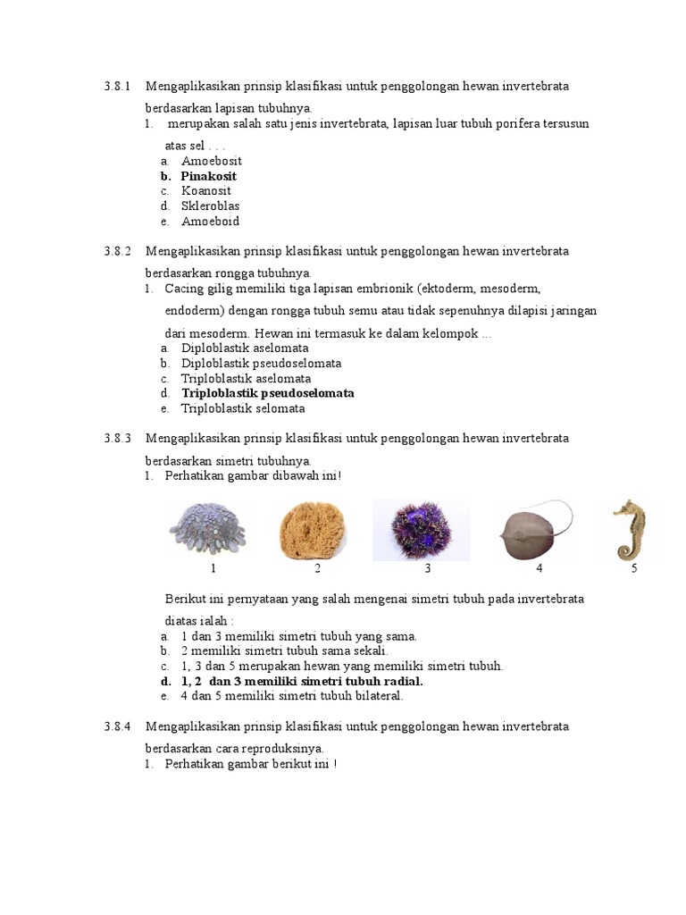 1060+ Perhatikan Gambar Hewan Invertebrata Berikut Terbaru