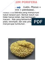 Phylum Porifera