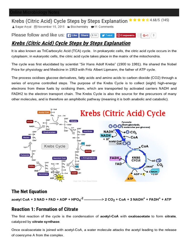 Step-by-Step Krebs Cycle Overview | PDF | Citric Acid Cycle | Diet ...