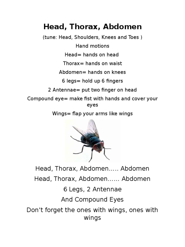 Head Thorax Abdomen | PDF