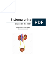 REPORTE DEL Sistema urinario.docx