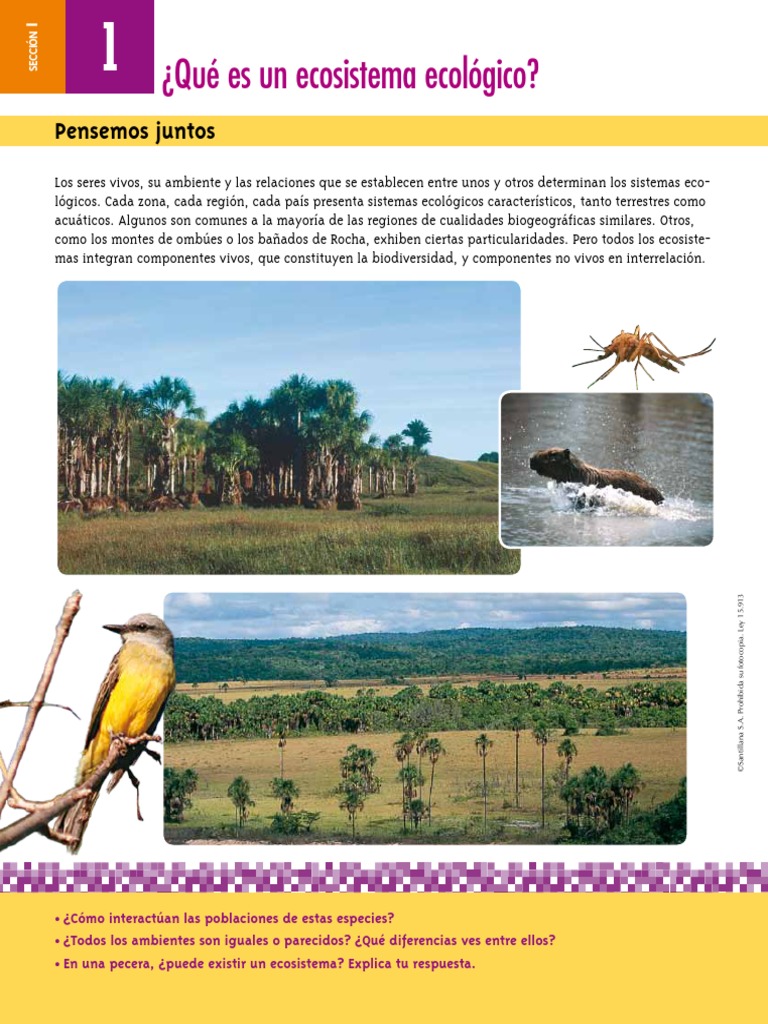 Sistema Ecológico.pdf Homeostasis Ecosistema