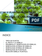 Morfología de Semillas y Plántulas para Las Pruebas PDF