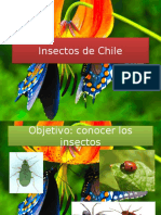 Insectos de Chile